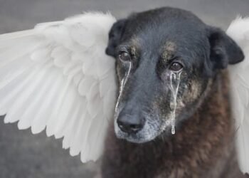 O Cão Orelha