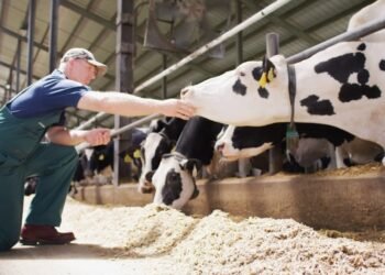 Conceito 90 Dias Vitais, da Elanco Saúde Animal, reúne os 60 dias do período seco e os 30 primeiros dias após o parto, fase considerada decisiva para as vacas leiteiras.