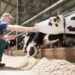 Conceito 90 Dias Vitais, da Elanco Saúde Animal, reúne os 60 dias do período seco e os 30 primeiros dias após o parto, fase considerada decisiva para as vacas leiteiras.